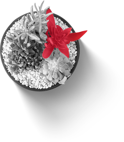 Pulse plant detail